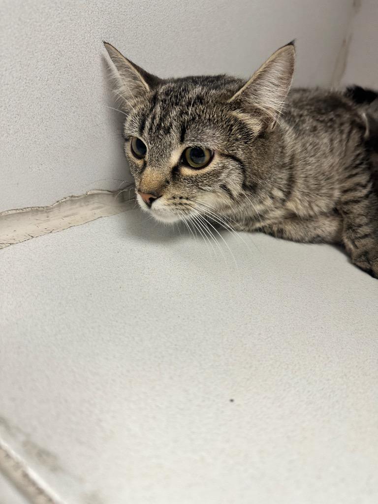 Mama Bear, Adoptable, Kitten Female Domestic Short Hair.