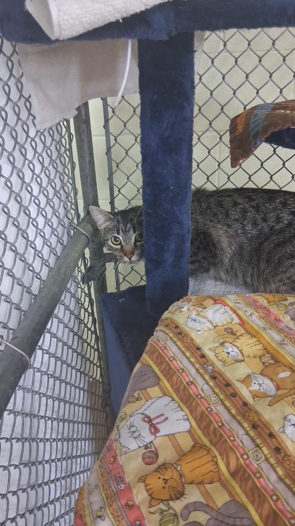 Mama Bear, a Adoptable mixed breed in Waverly, NY image 2/2