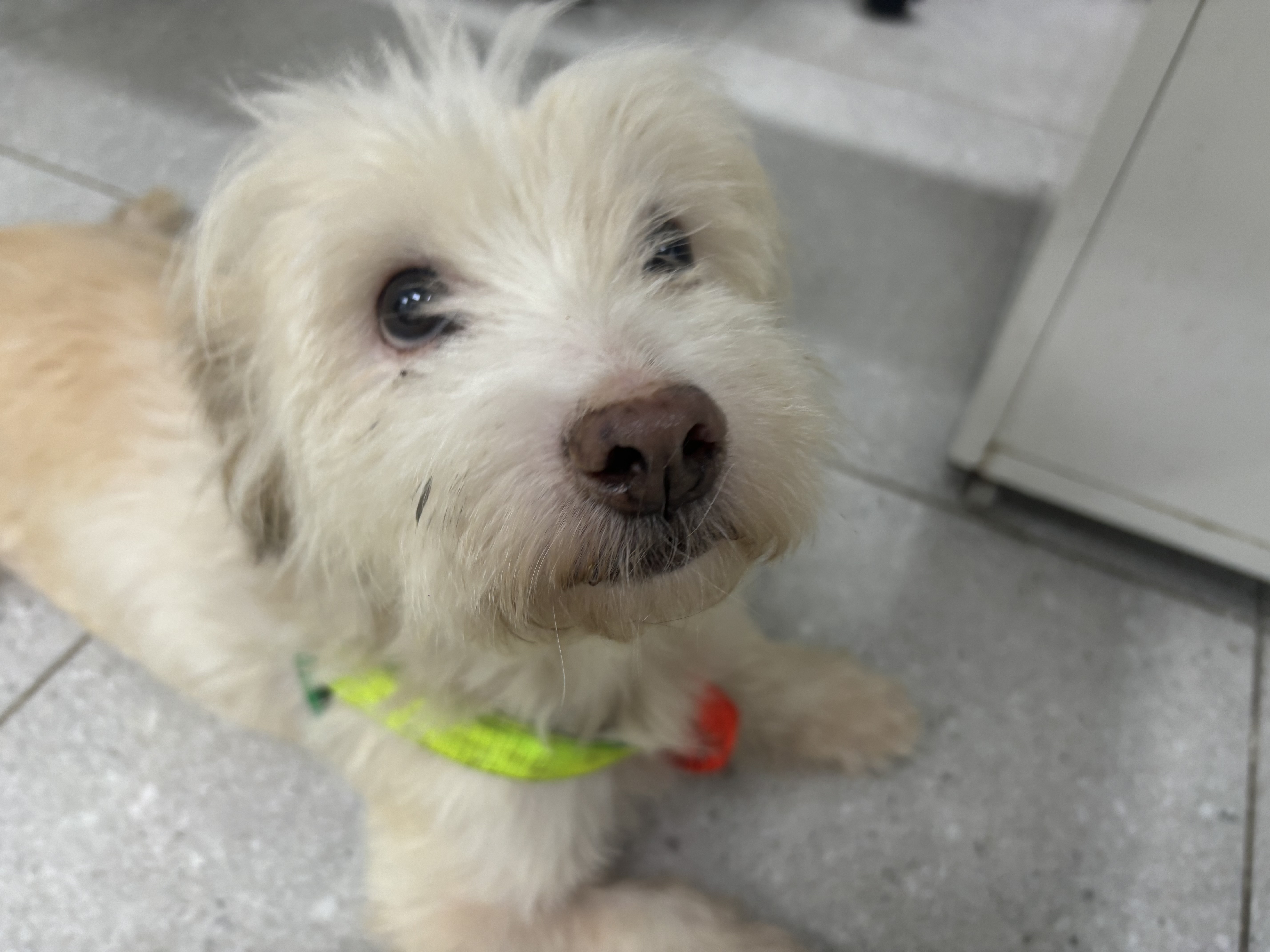 Dog for adoption Zuzu great with people and other dogs, can live