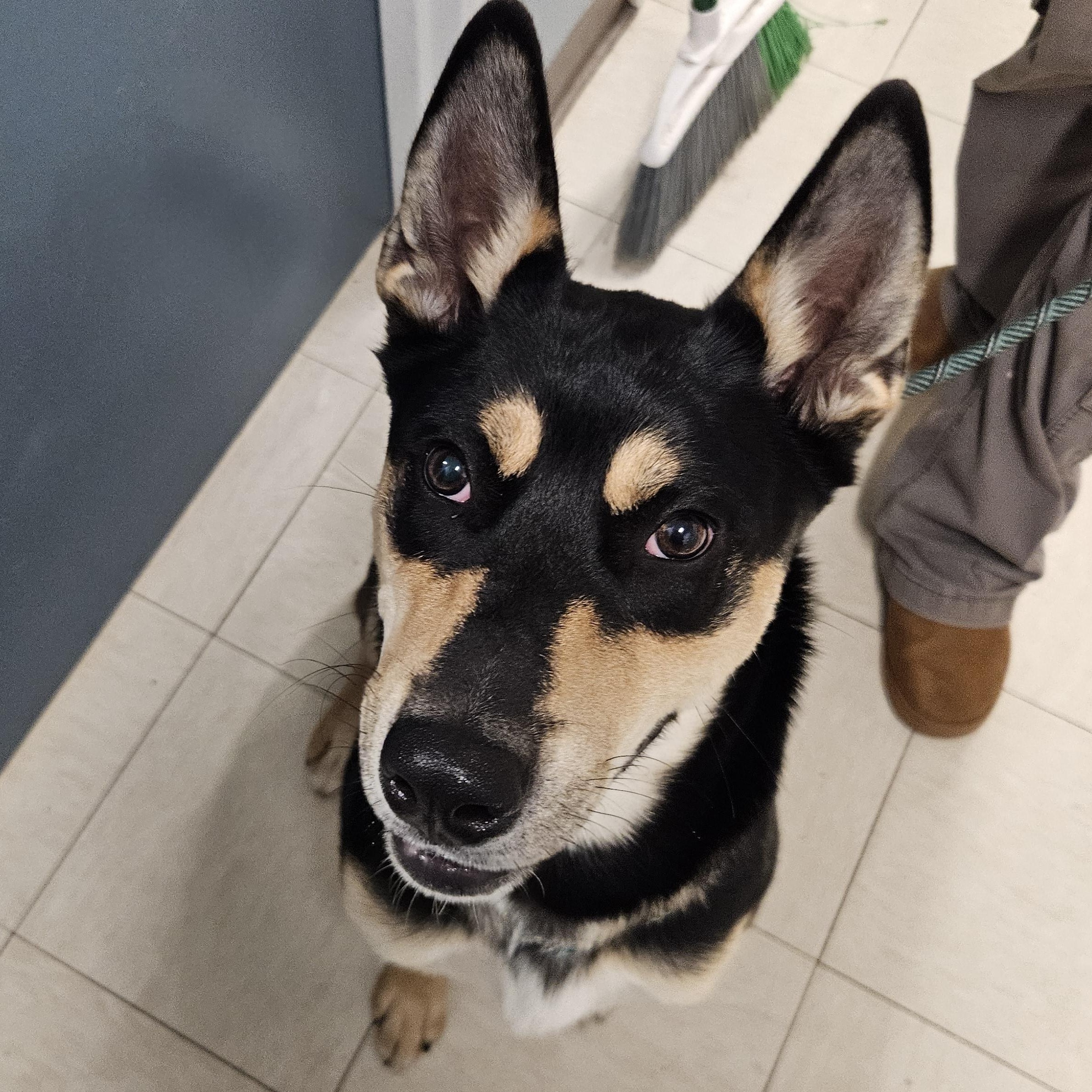 Whistle, Adoptable, Young Male Rottweiler & Husky.
