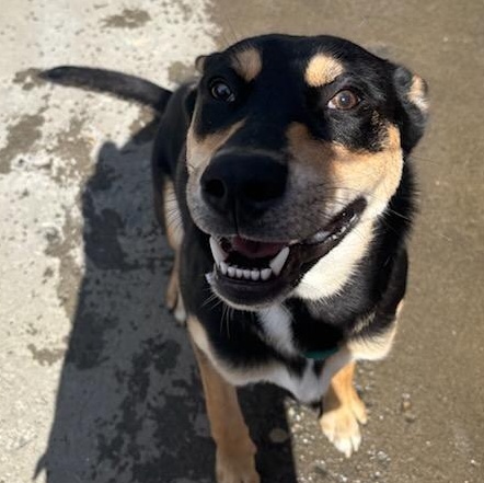 Whistle, a Adoptable mixed breed in The Dalles, OR image 5/6