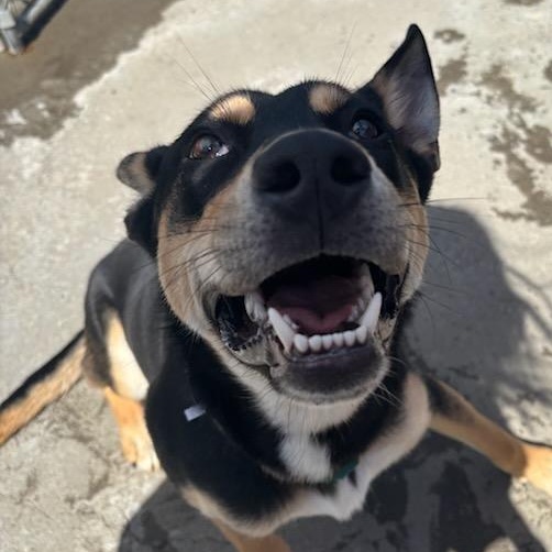Whistle, a Adoptable mixed breed in The Dalles, OR image 4/6
