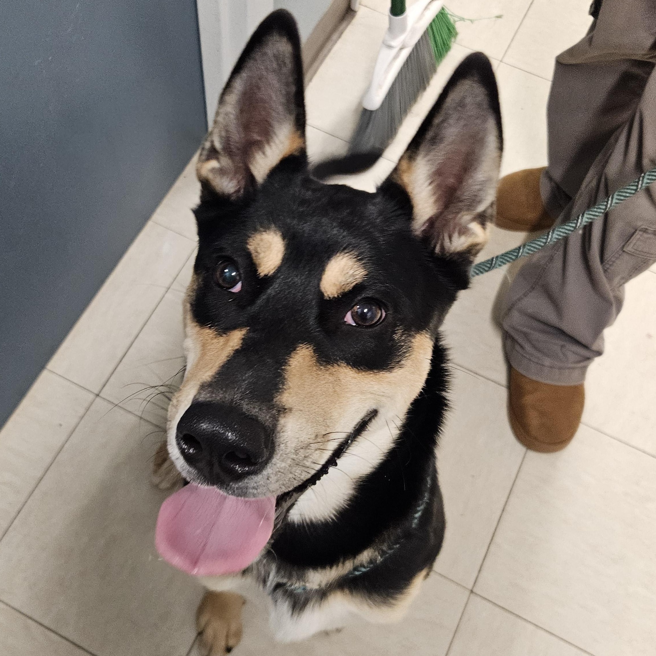 Whistle, a Adoptable mixed breed in The Dalles, OR image 2/6