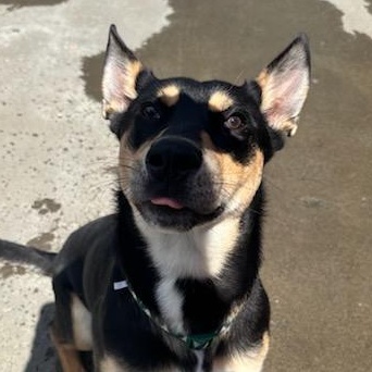 Whistle, a Adoptable mixed breed in The Dalles, OR image 6/6
