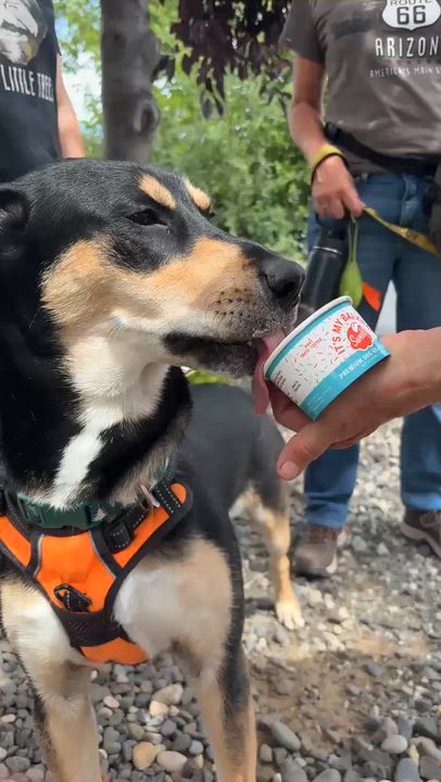 Enlarge Whistle, a Adoptable mixed breed in The Dalles, OR video 3/6