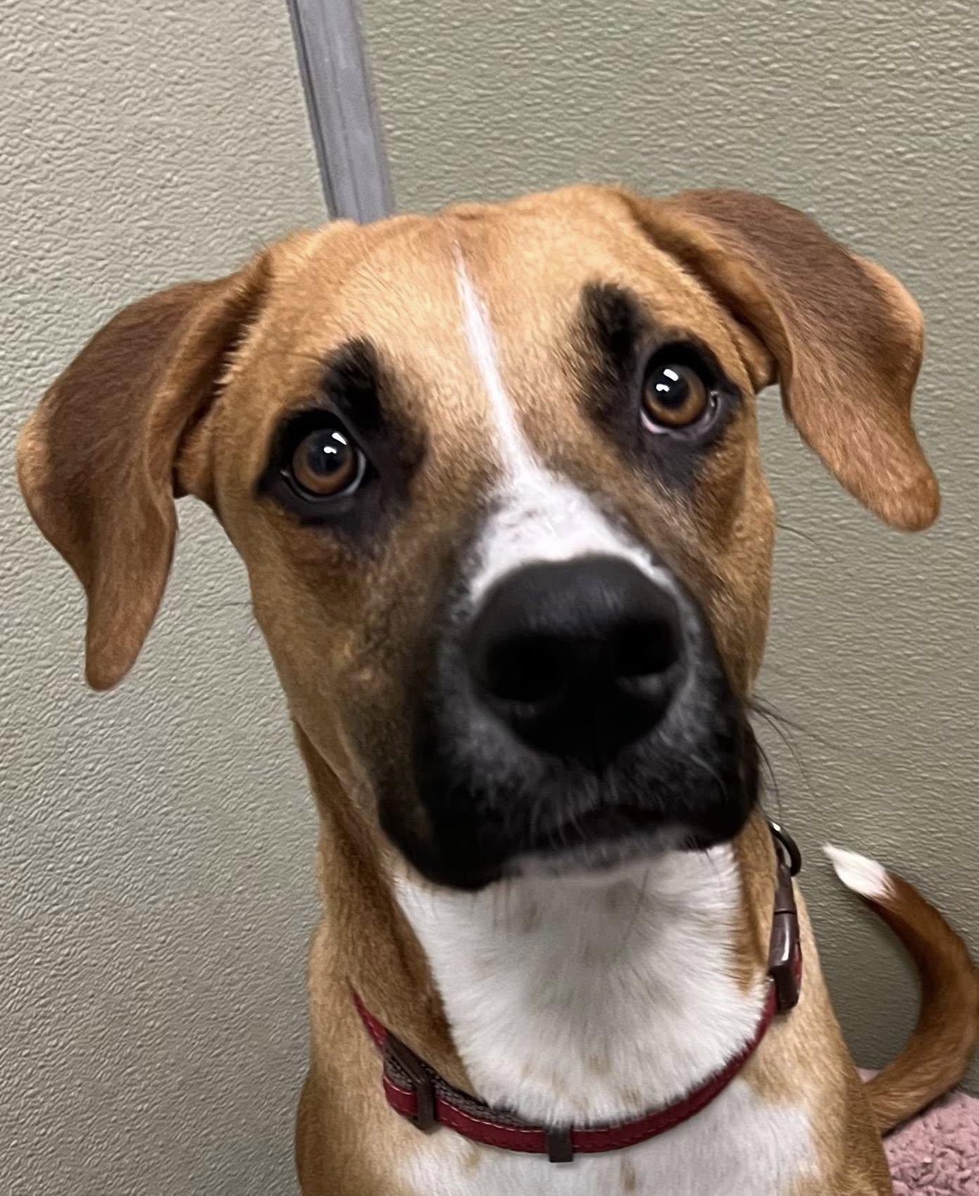 Sherman, adopted, Adult Male Mixed Breed.