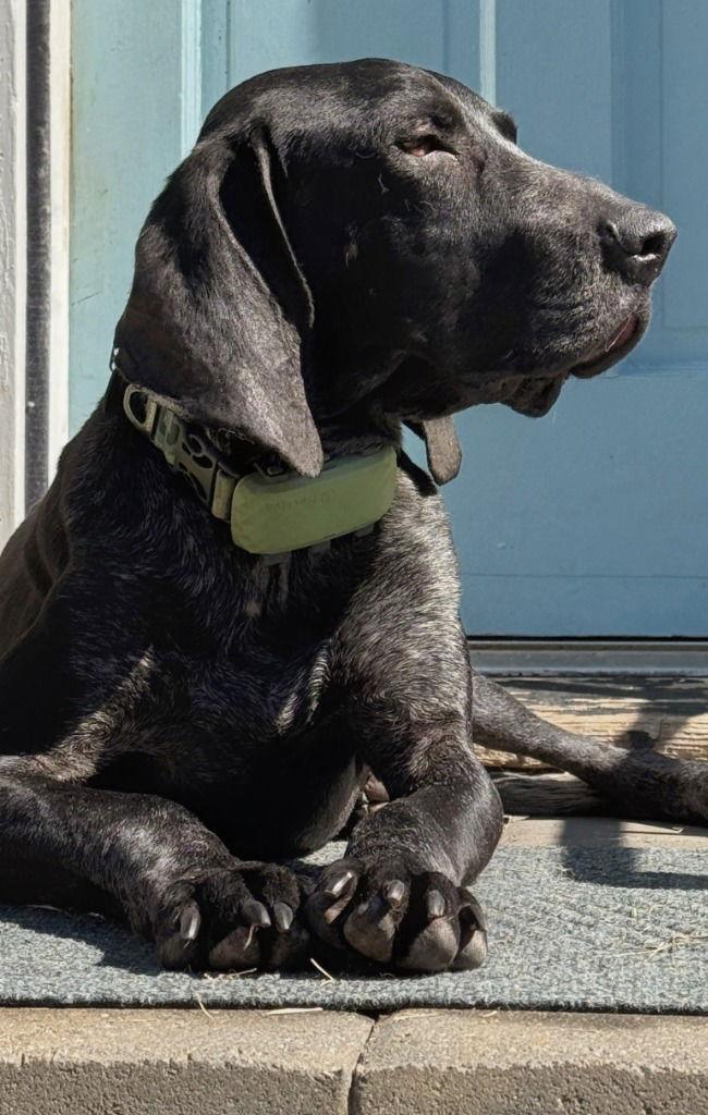 Enlarge Riley, a Adoptable Bluetick Coonhound in Lovingston, VA image 1/3