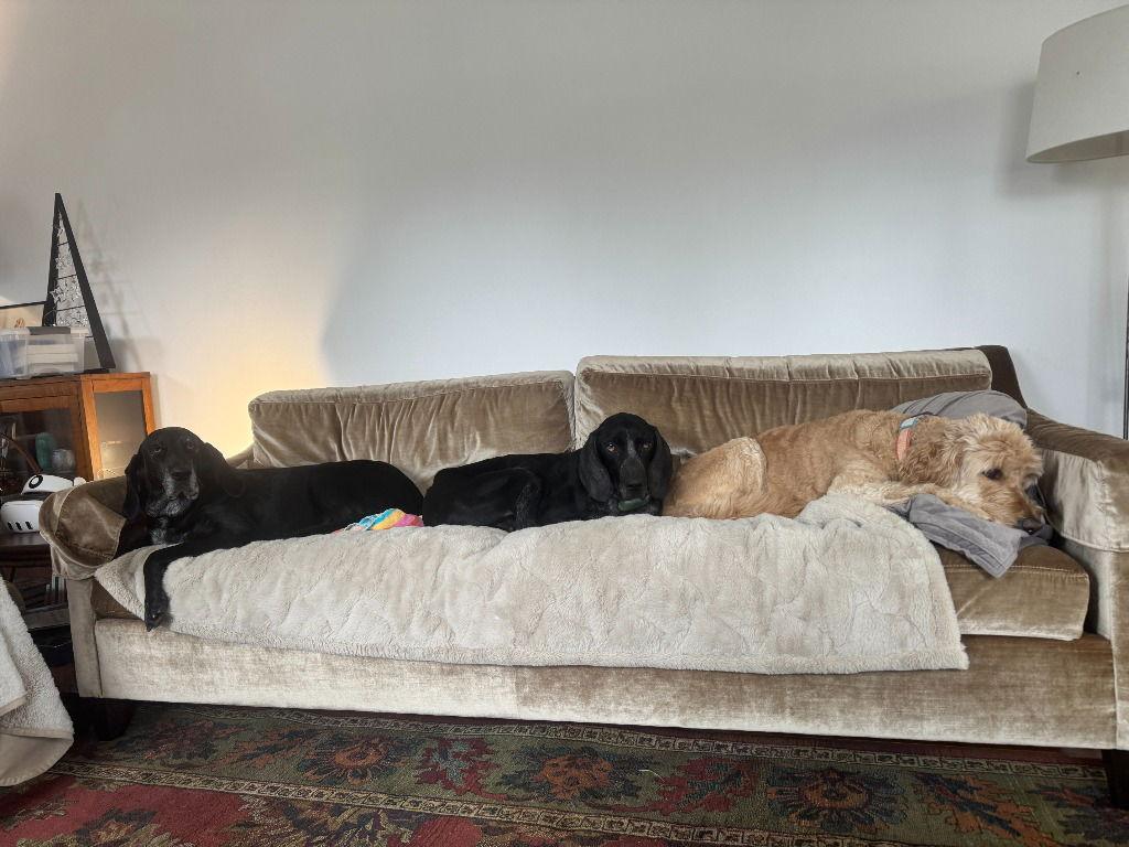 Enlarge Riley, a Adoptable Bluetick Coonhound in Lovingston, VA image 2/3