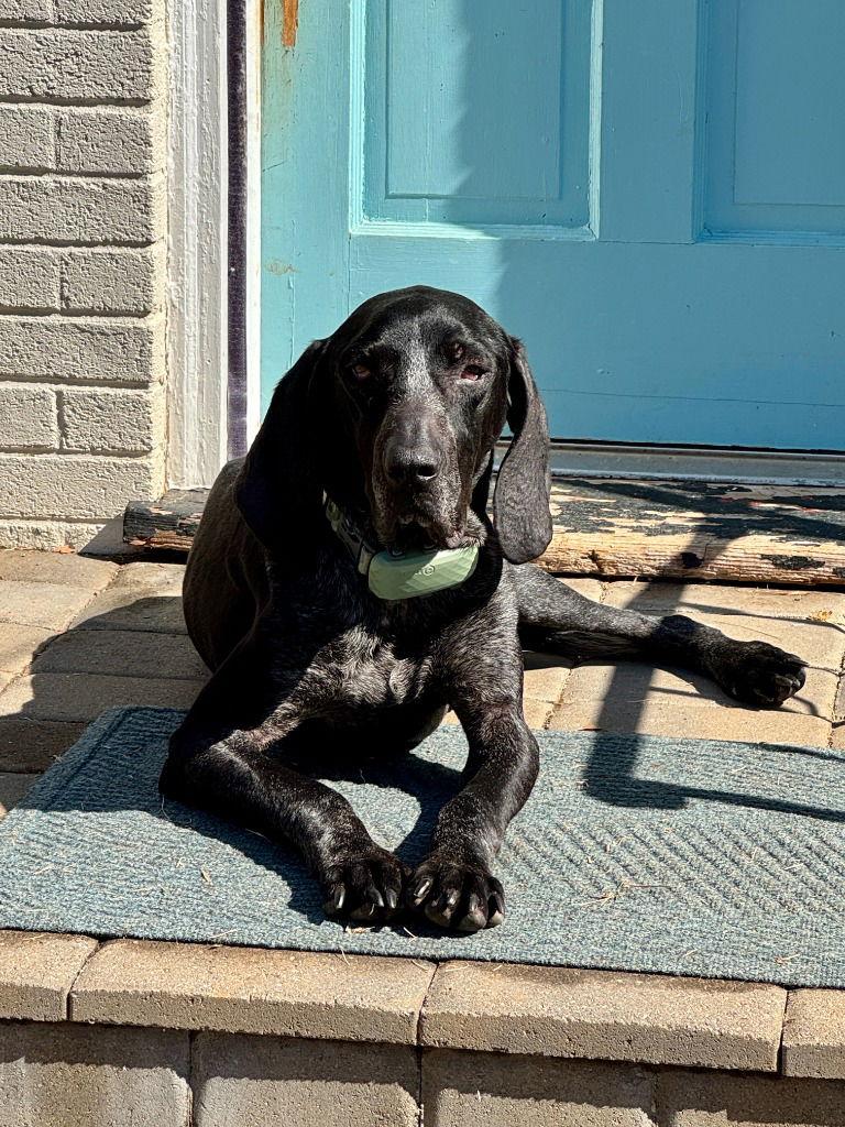 Enlarge Riley, a Adoptable Bluetick Coonhound in Lovingston, VA image 3/3