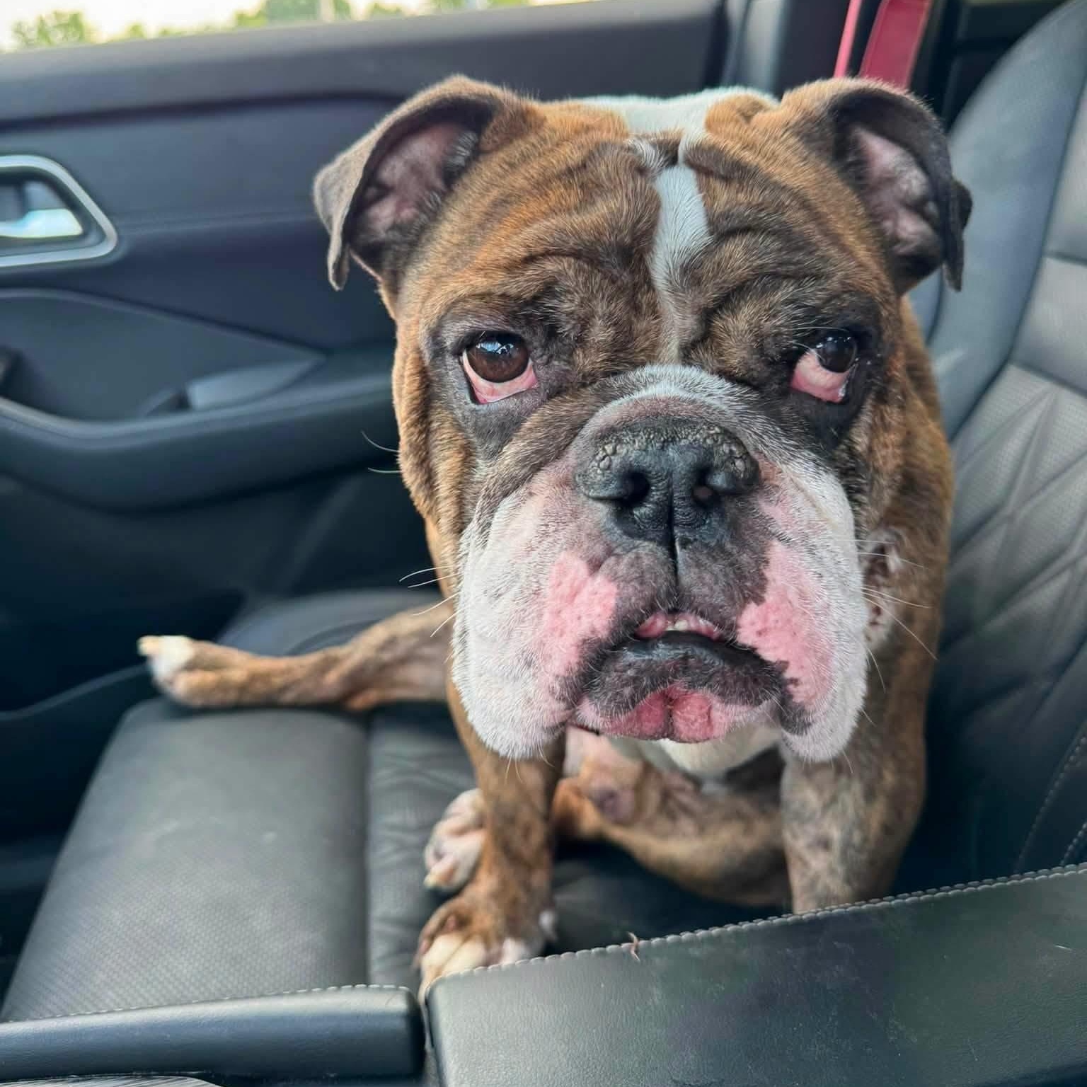 Morris, adopted, Senior Male English Bulldog.
