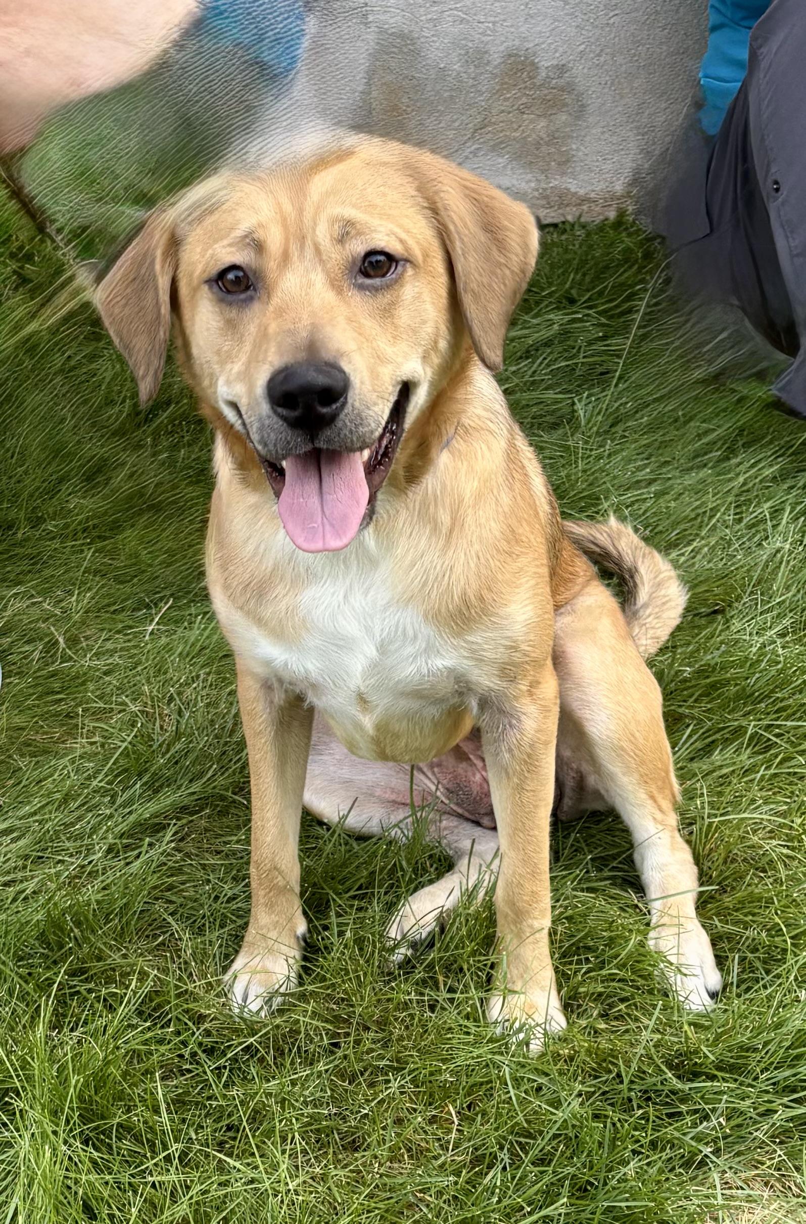 Jenny, ADOPTABLE, Young Female Labrador Retriever & Beagle.