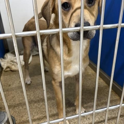 Enlarge Jenny, a ADOPTABLE mixed breed in Warren, NJ image 1/1