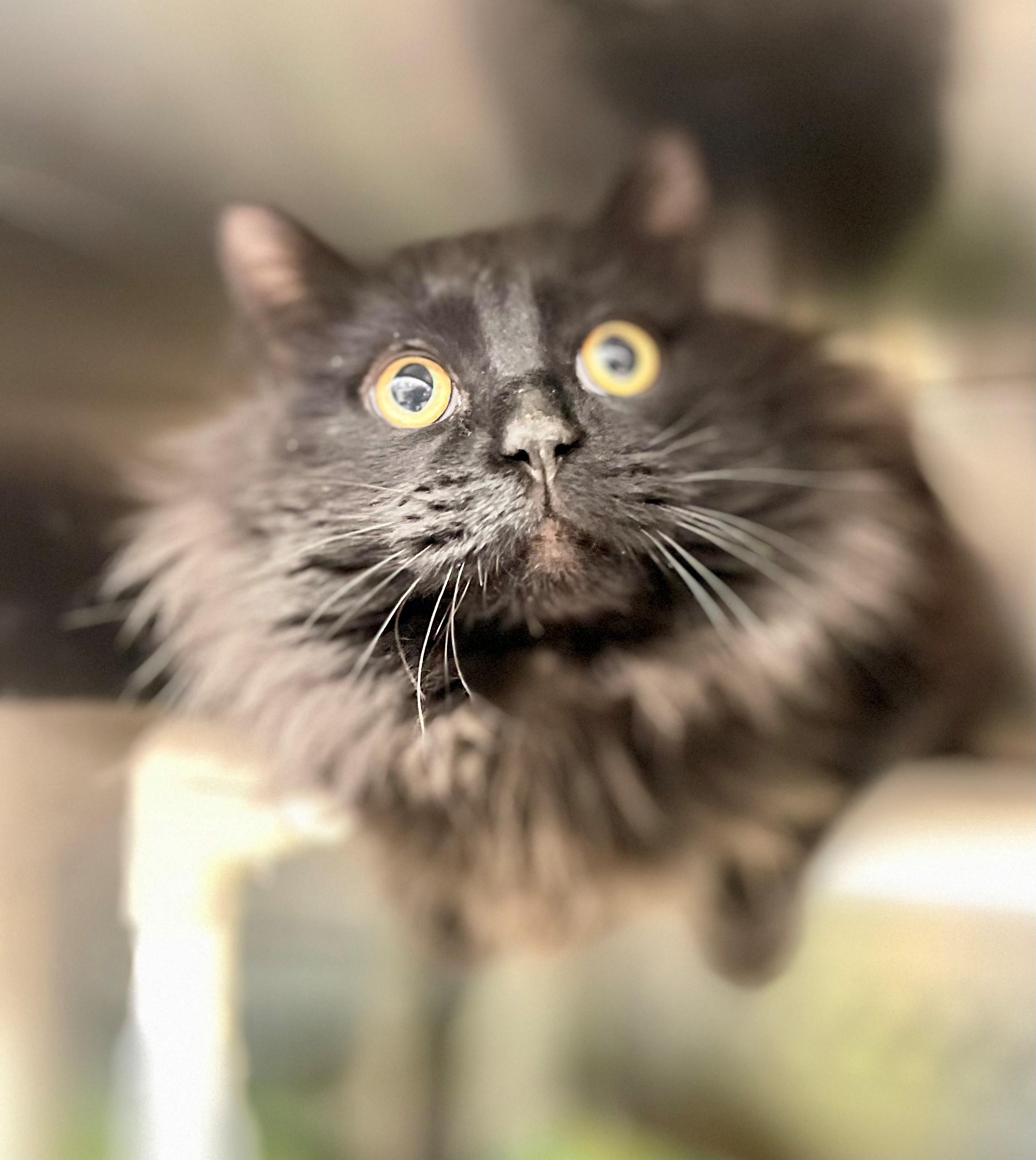 Frosty, adopted, Adult Male Domestic Medium Hair.