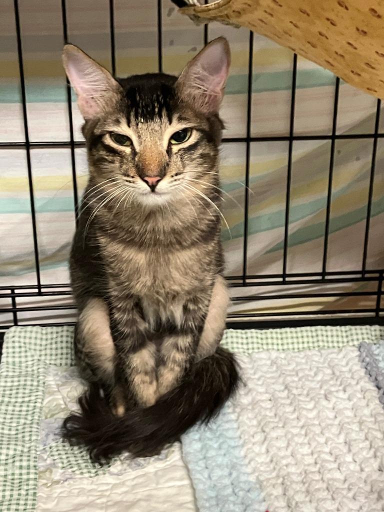 Roxy, Adoptable, Kitten Male Domestic Short Hair.