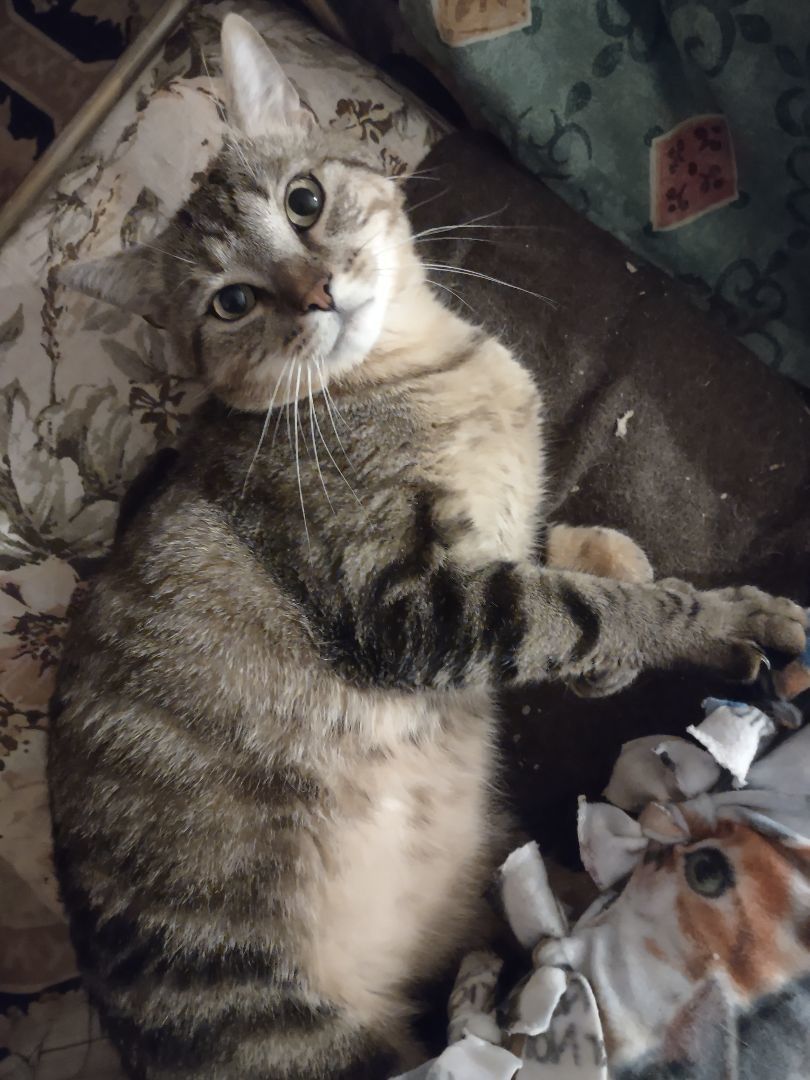 Hobbs, a Adoptable mixed breed in FITCHBURG, MA image 1/16