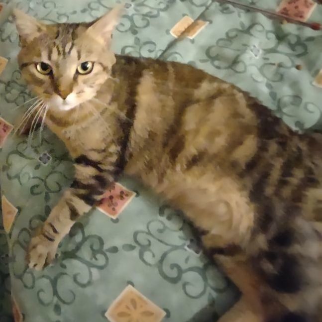 Hobbs, a Adoptable mixed breed in FITCHBURG, MA image 2/16