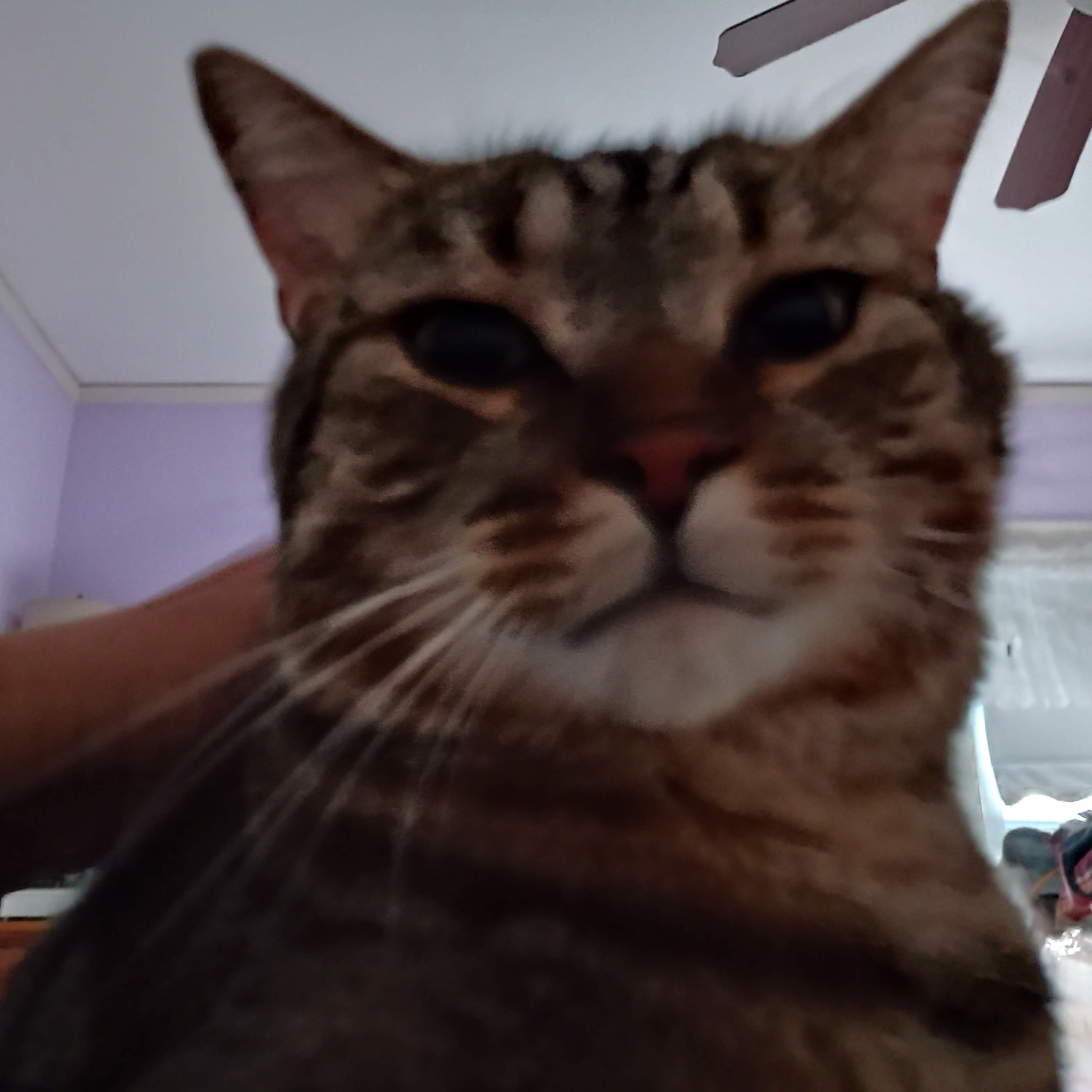 Hobbs, a Adoptable mixed breed in FITCHBURG, MA image 3/16