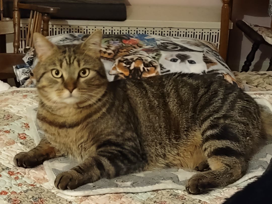 Hobbs, a Adoptable mixed breed in FITCHBURG, MA image 4/16