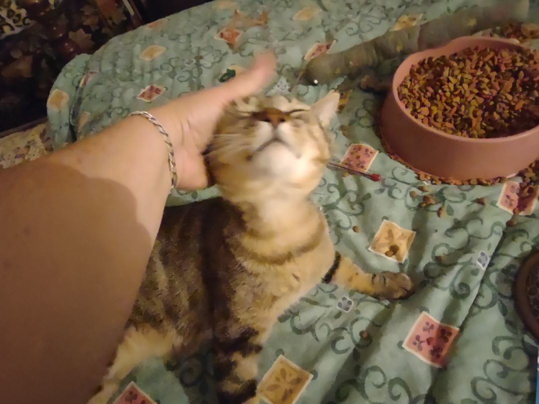 Hobbs, a Adoptable mixed breed in FITCHBURG, MA image 5/16