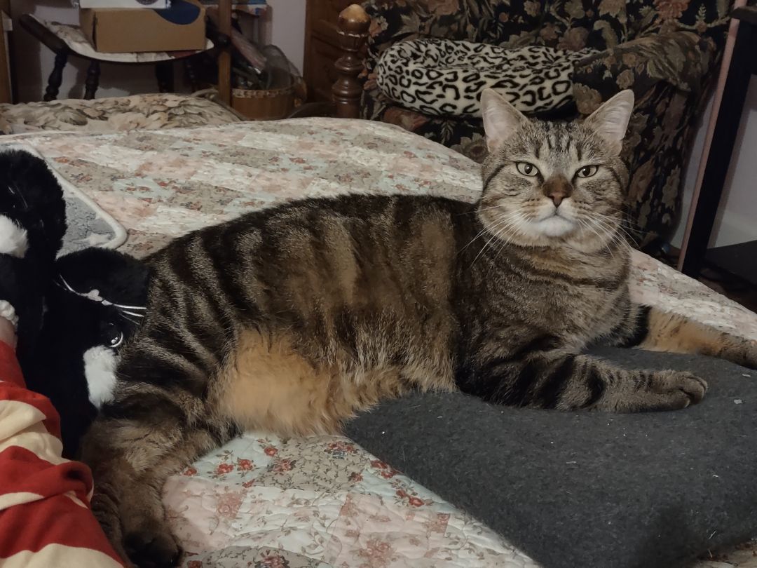 Hobbs, a Adoptable mixed breed in FITCHBURG, MA image 6/16