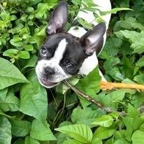 Petunia, Adopted, Young Female Boston Terrier & French Bulldog.