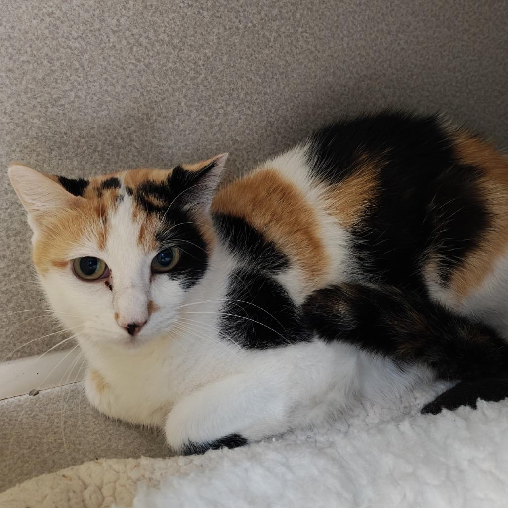 Esther, a Adoptable Domestic Short Hair in Madison, WI image 1/2