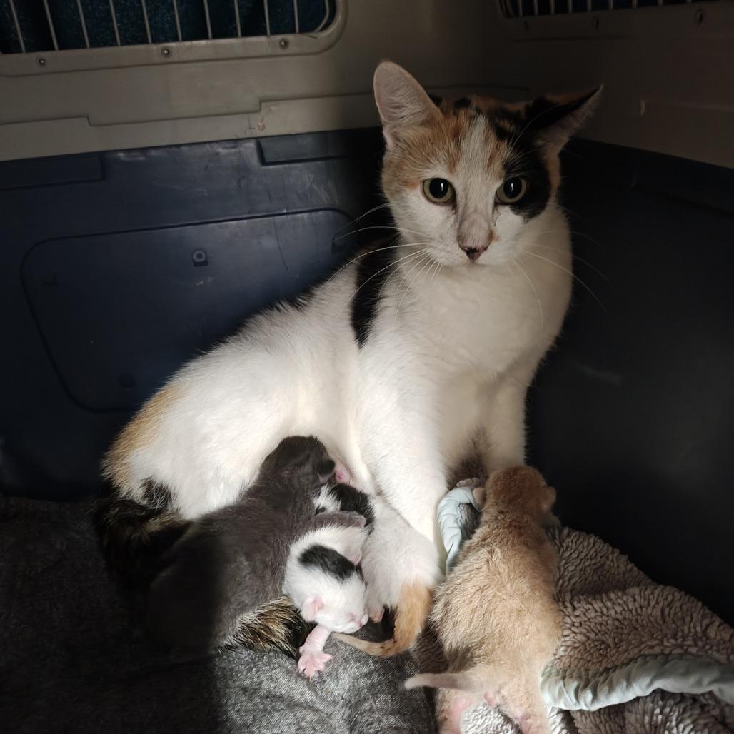 Esther, a Adoptable Domestic Short Hair in Madison, WI image 2/2