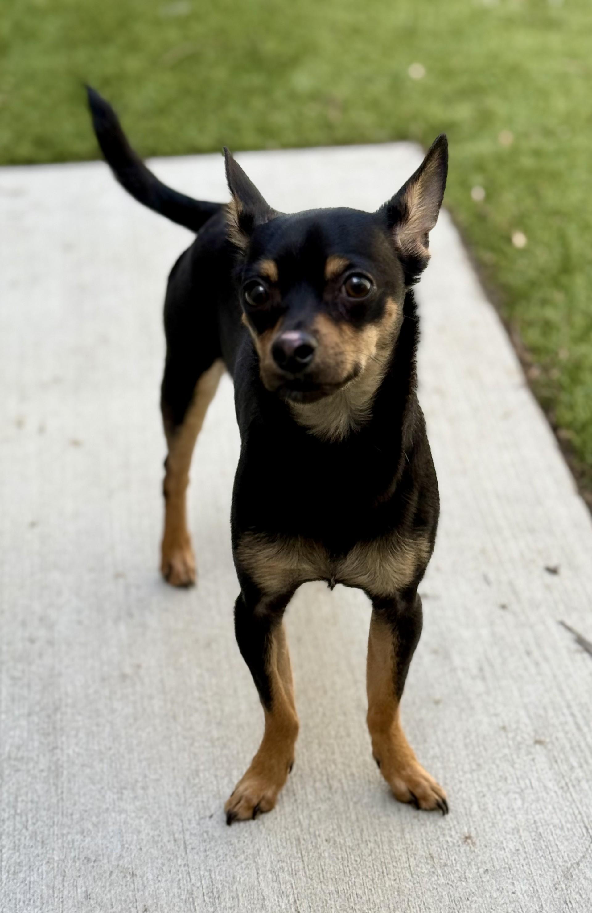 Enlarge Riot, a ADOPTABLE Chihuahua in Los Alamitos, CA image 4/6