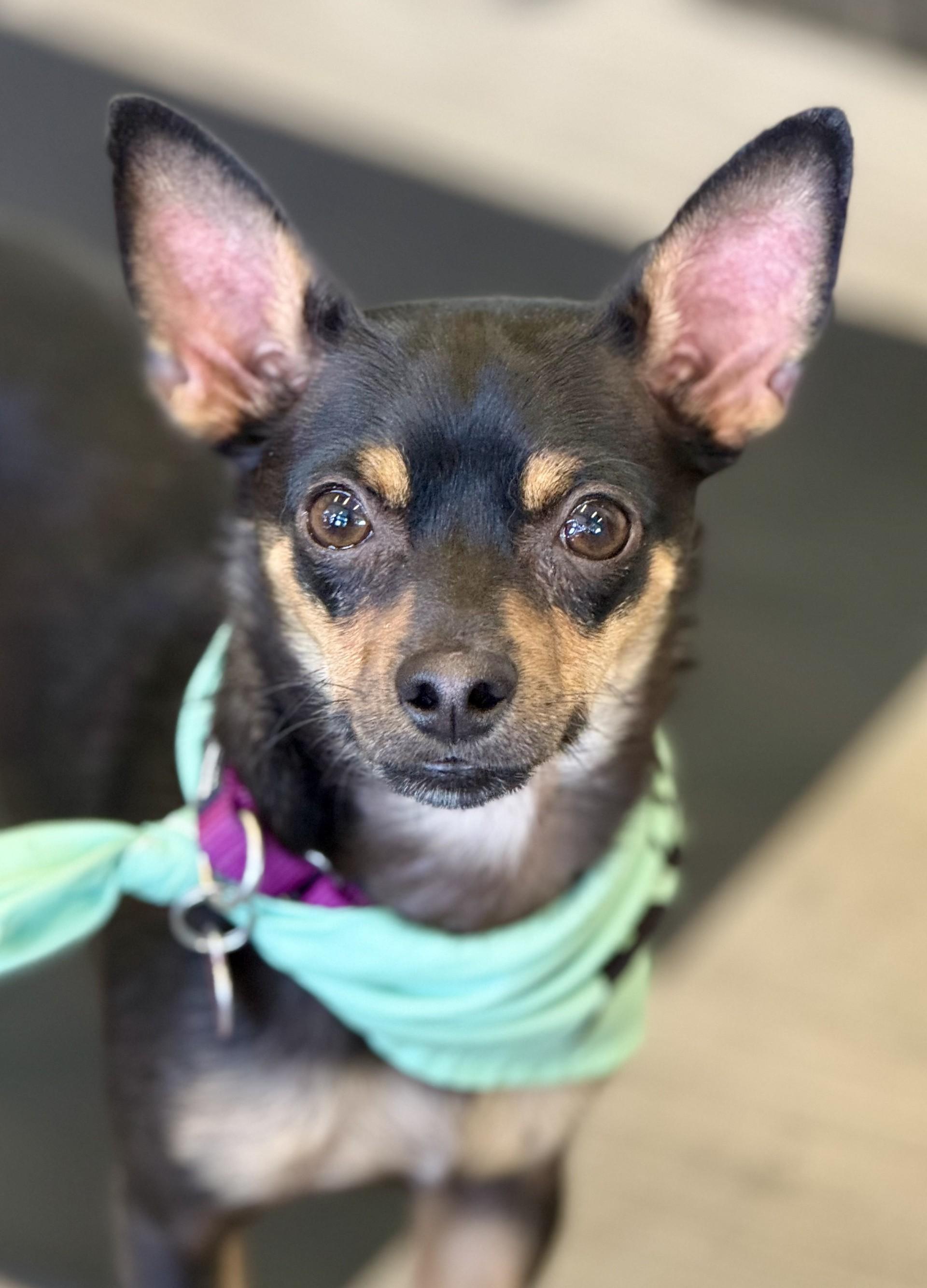 Riot, ADOPTABLE, Young Male Chihuahua.