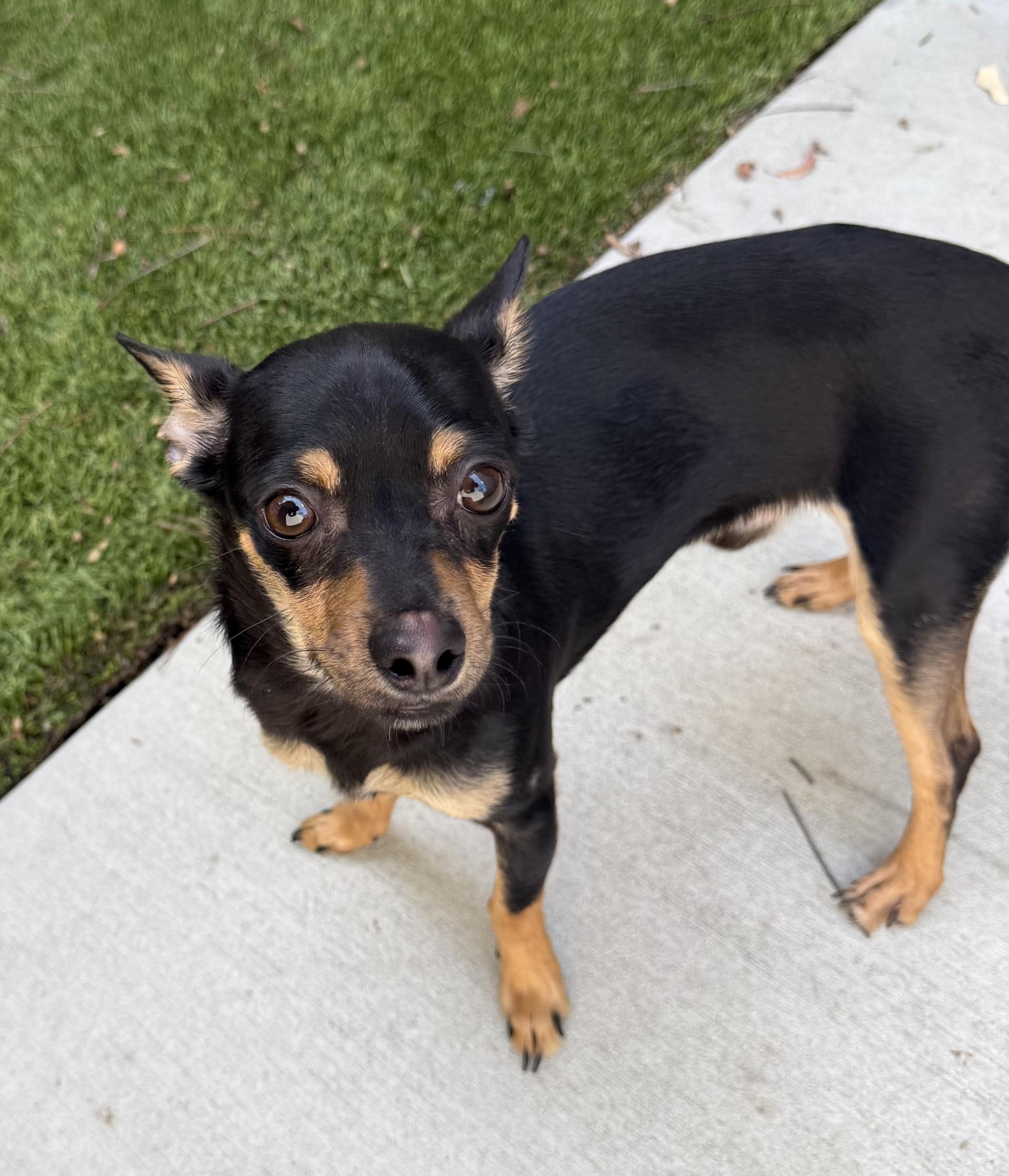 Enlarge Riot, a ADOPTABLE Chihuahua in Los Alamitos, CA image 3/6