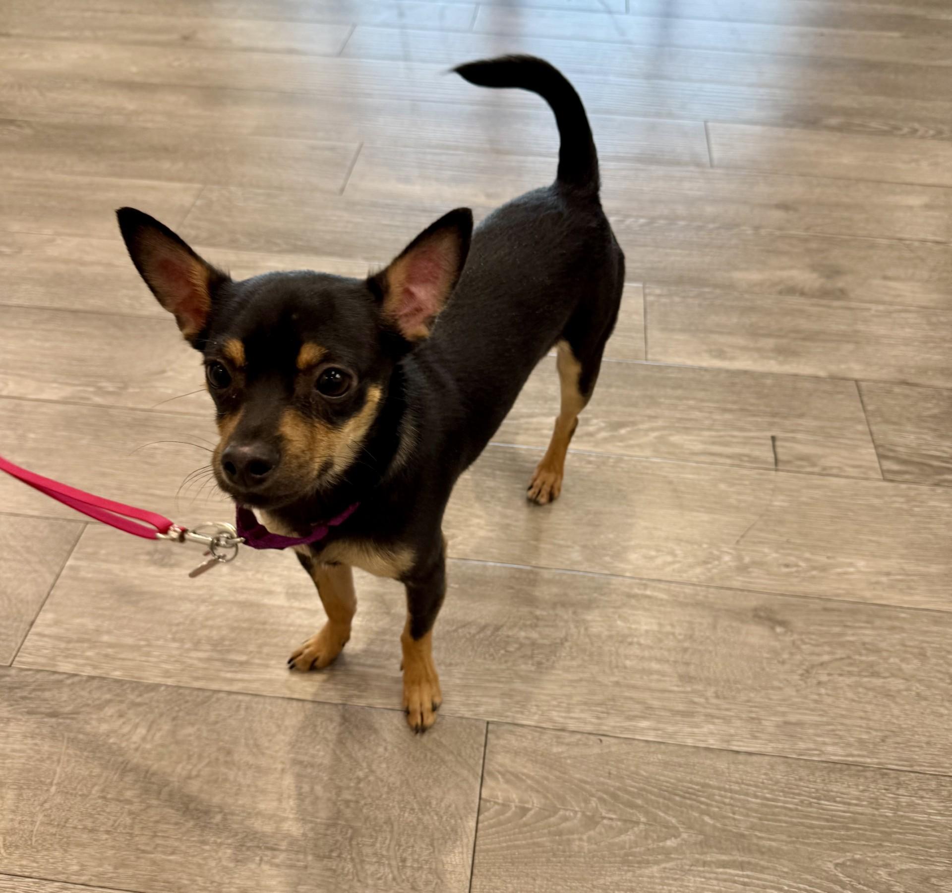 Riot, a ADOPTABLE Chihuahua in Los Alamitos, CA image 5/6
