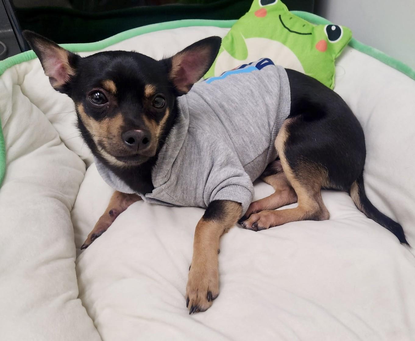 Riot, a ADOPTABLE Chihuahua in Los Alamitos, CA image 2/6