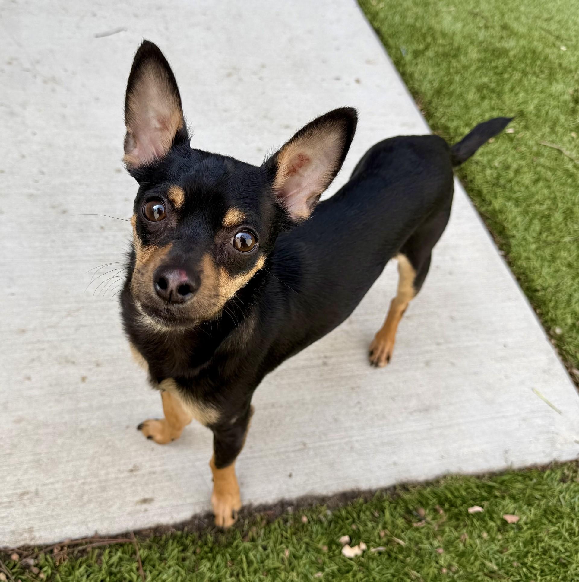 Enlarge Riot, a ADOPTABLE Chihuahua in Los Alamitos, CA image 2/6