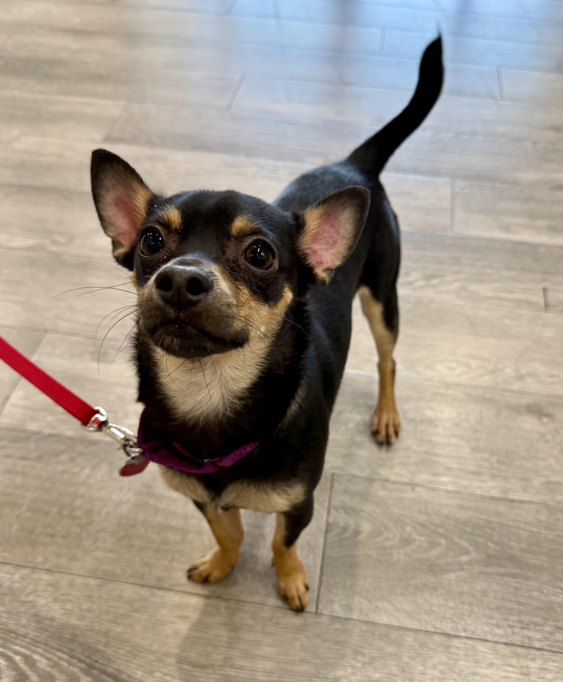 Riot, a ADOPTABLE Chihuahua in Los Alamitos, CA image 6/6