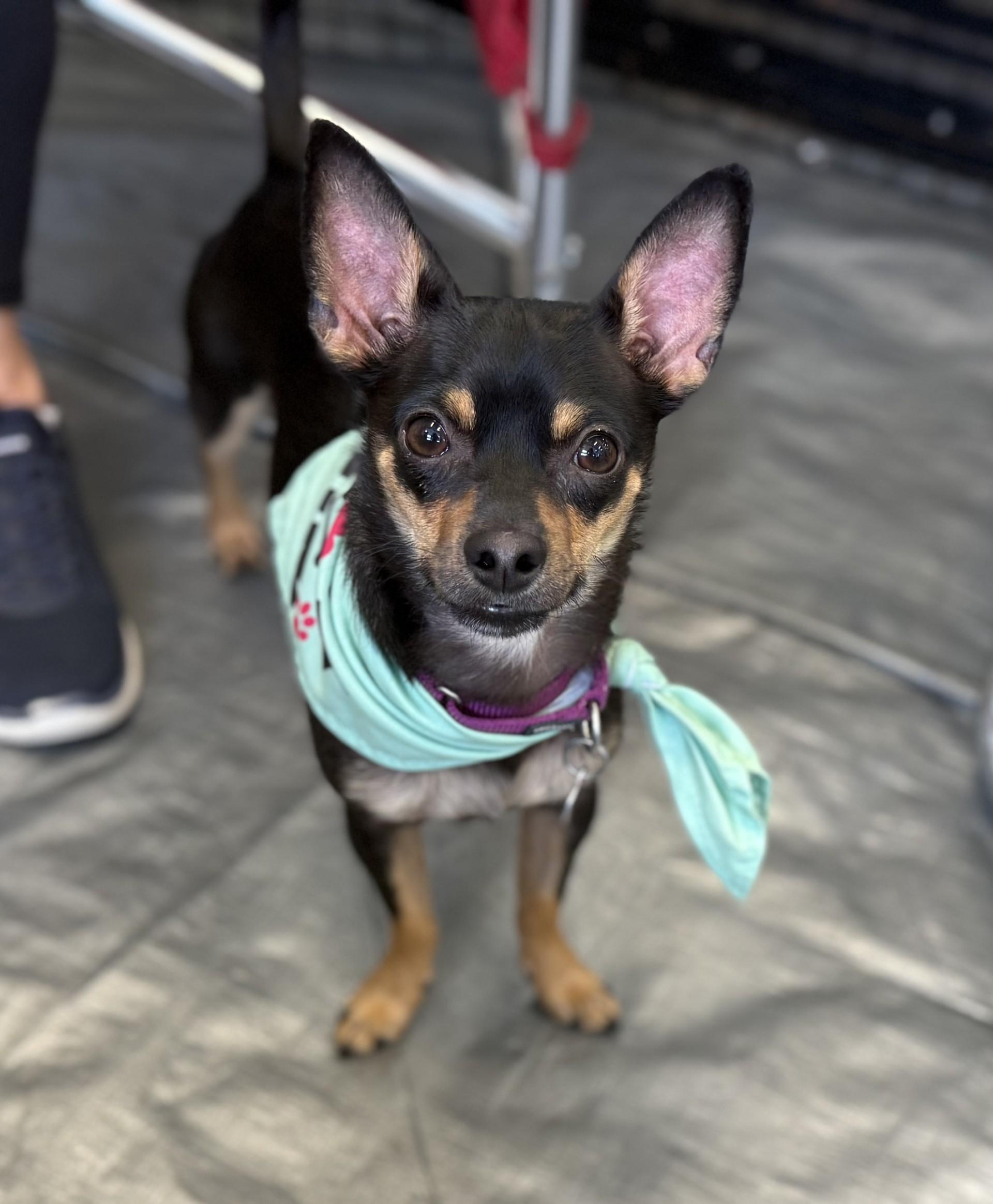 Riot, a ADOPTABLE Chihuahua in Los Alamitos, CA image 2/6