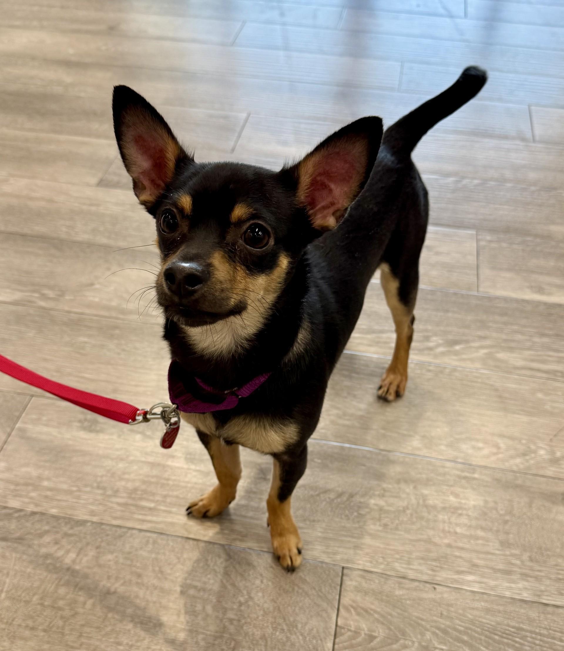 Riot, ADOPTABLE, Young Male Chihuahua.