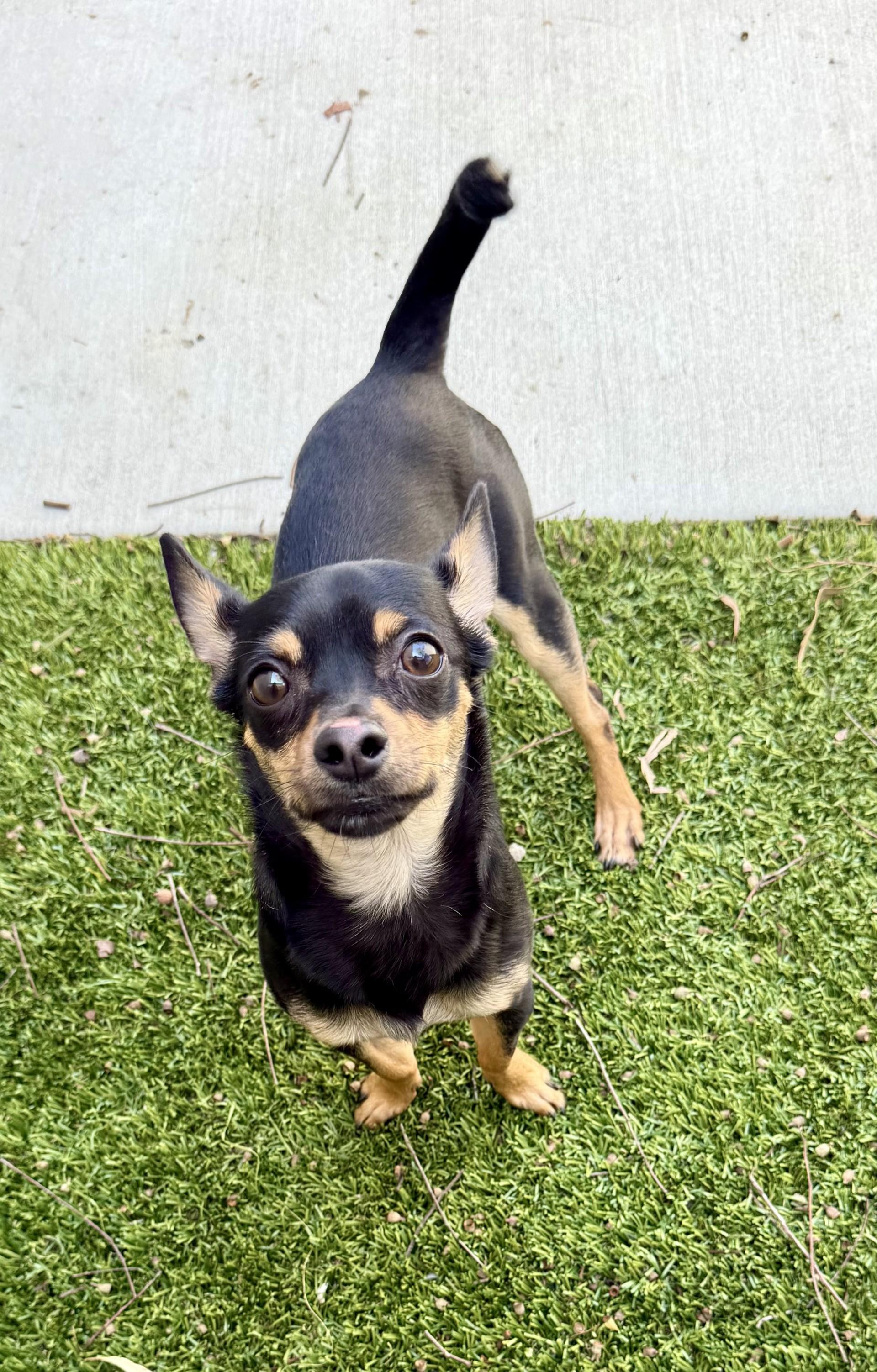 Enlarge Riot, a ADOPTABLE Chihuahua in Los Alamitos, CA image 6/6
