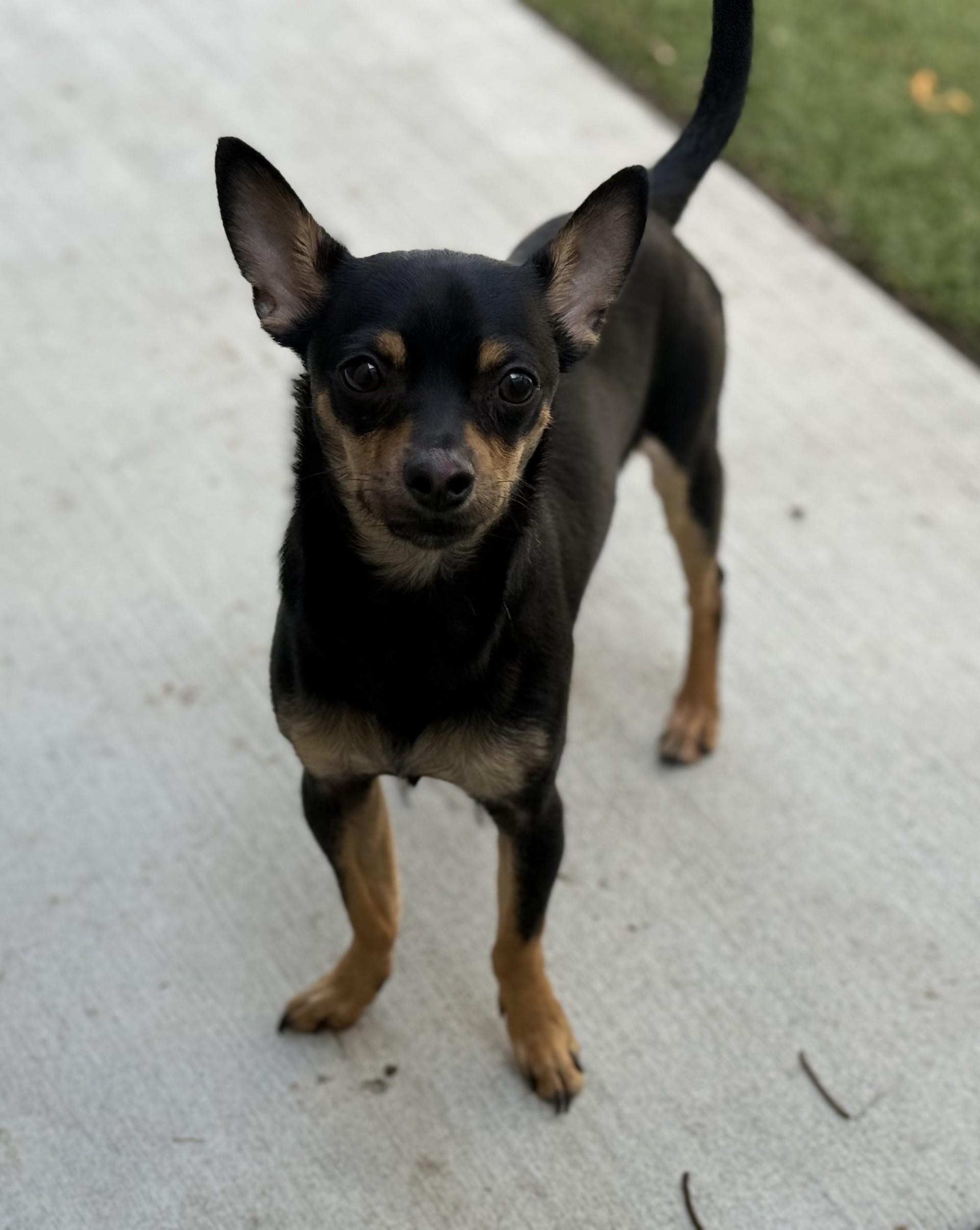 Enlarge Riot, a ADOPTABLE Chihuahua in Los Alamitos, CA image 5/6