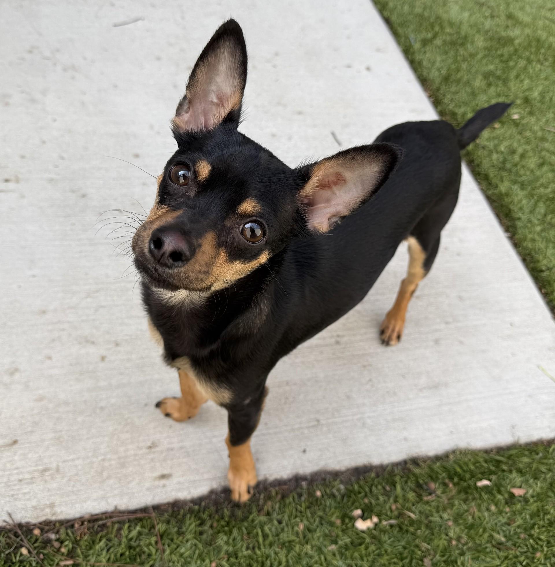 Riot, ADOPTABLE, Young Male Chihuahua.