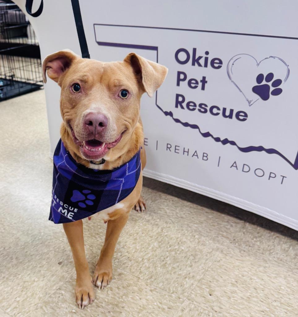 Enlarge Joni Mitchell, a Adoptable Pit Bull Terrier in Claremore, OK image 1/4