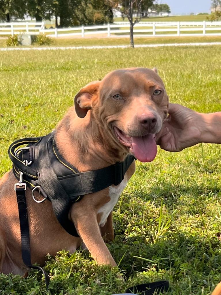 Joni Mitchell, Adoptable, Young Female Pit Bull Terrier.