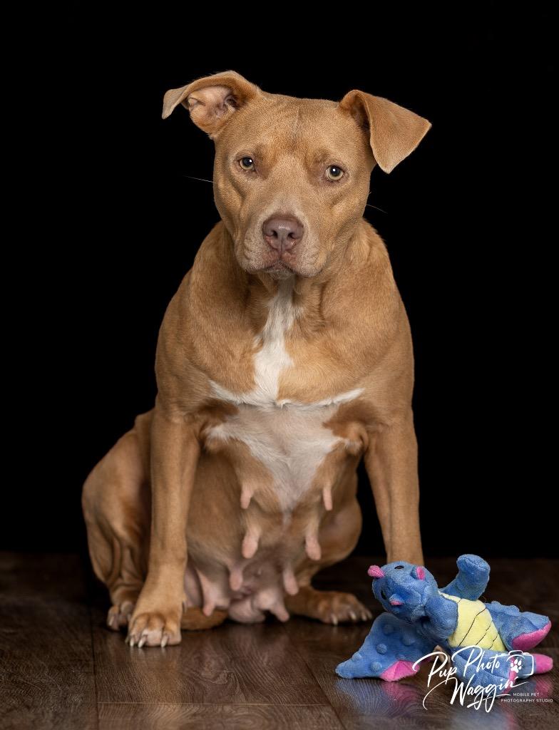 Joni Mitchell, a Adoptable Pit Bull Terrier in Claremore, OK image 2/3