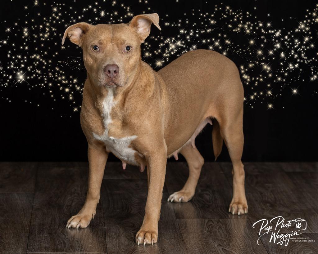 Joni Mitchell, a Adoptable Pit Bull Terrier in Claremore, OK image 3/3