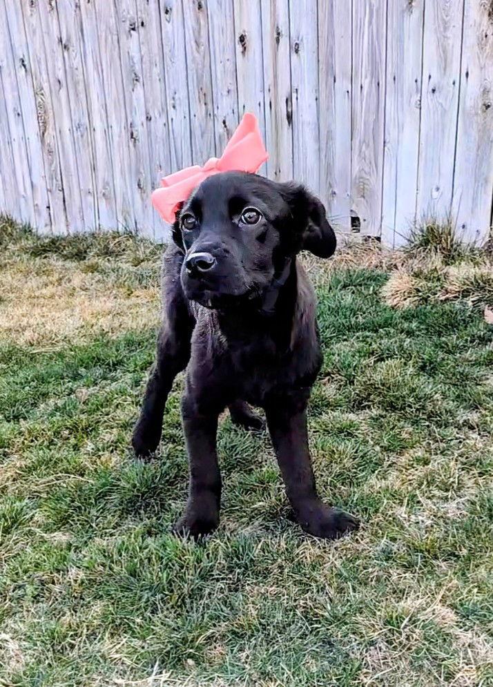 Arlah — thumbnail 2