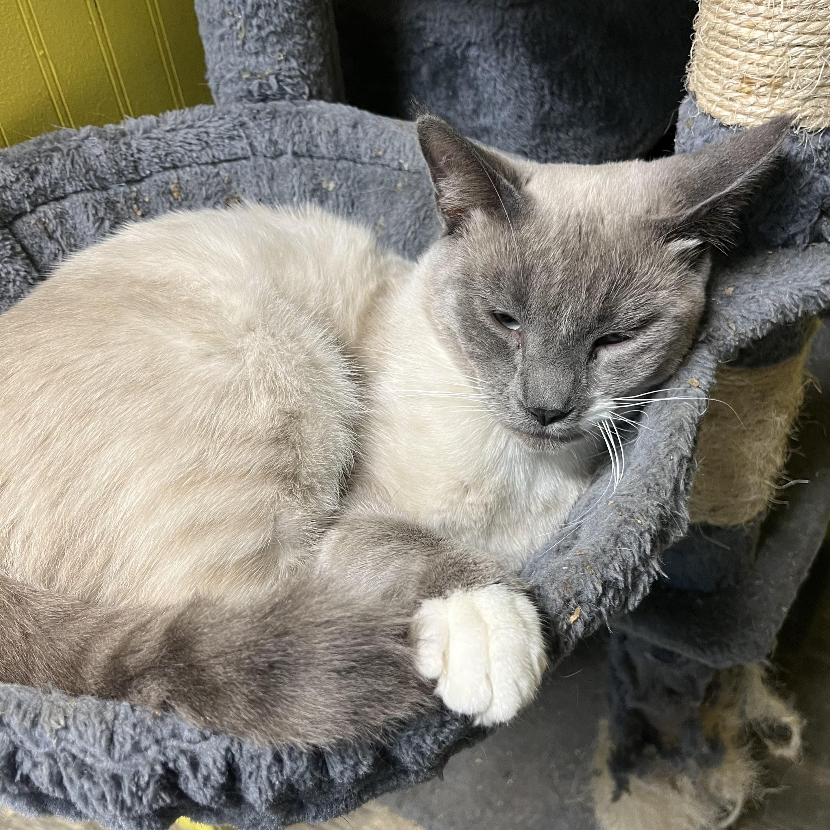 Dusty, Adoptable, Young Male Siamese.