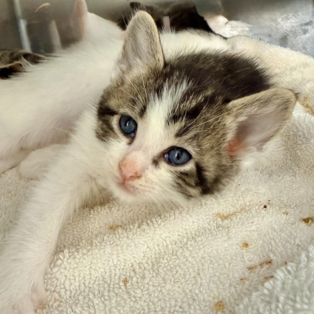 Enlarge Nae Nae, a Adoptable Domestic Short Hair in Palm Springs, CA image 1/3