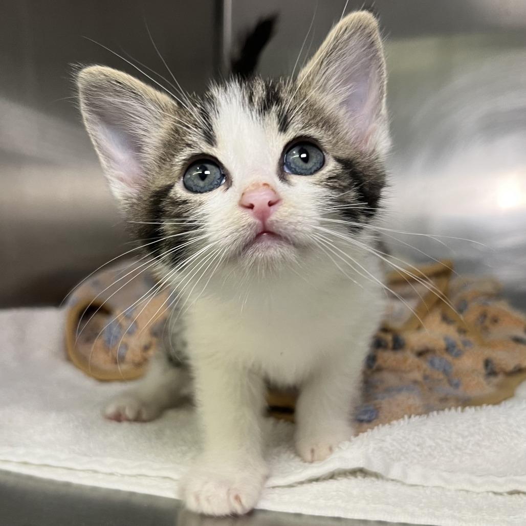 Enlarge Nae Nae, a Adoptable Domestic Short Hair in Palm Springs, CA image 2/3