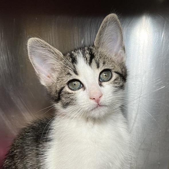 Enlarge Nae Nae, a Adoptable Domestic Short Hair in Palm Springs, CA image 3/3