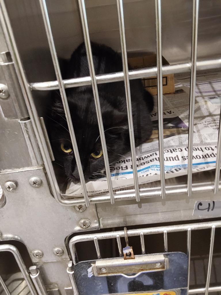 2023-03-125, Adopted, Adult Female Domestic Short Hair.