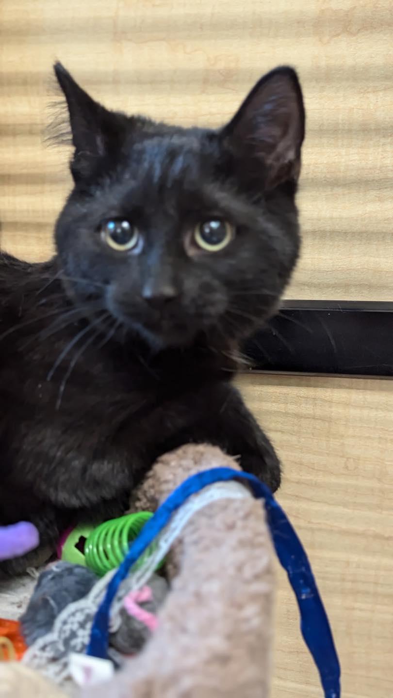 Enlarge Percy, a ADOPTABLE Domestic Short Hair in Noblesville, IN image 3/3